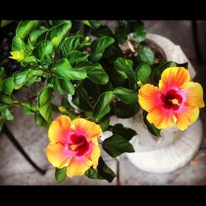 Meet your Posher, Cheyanne